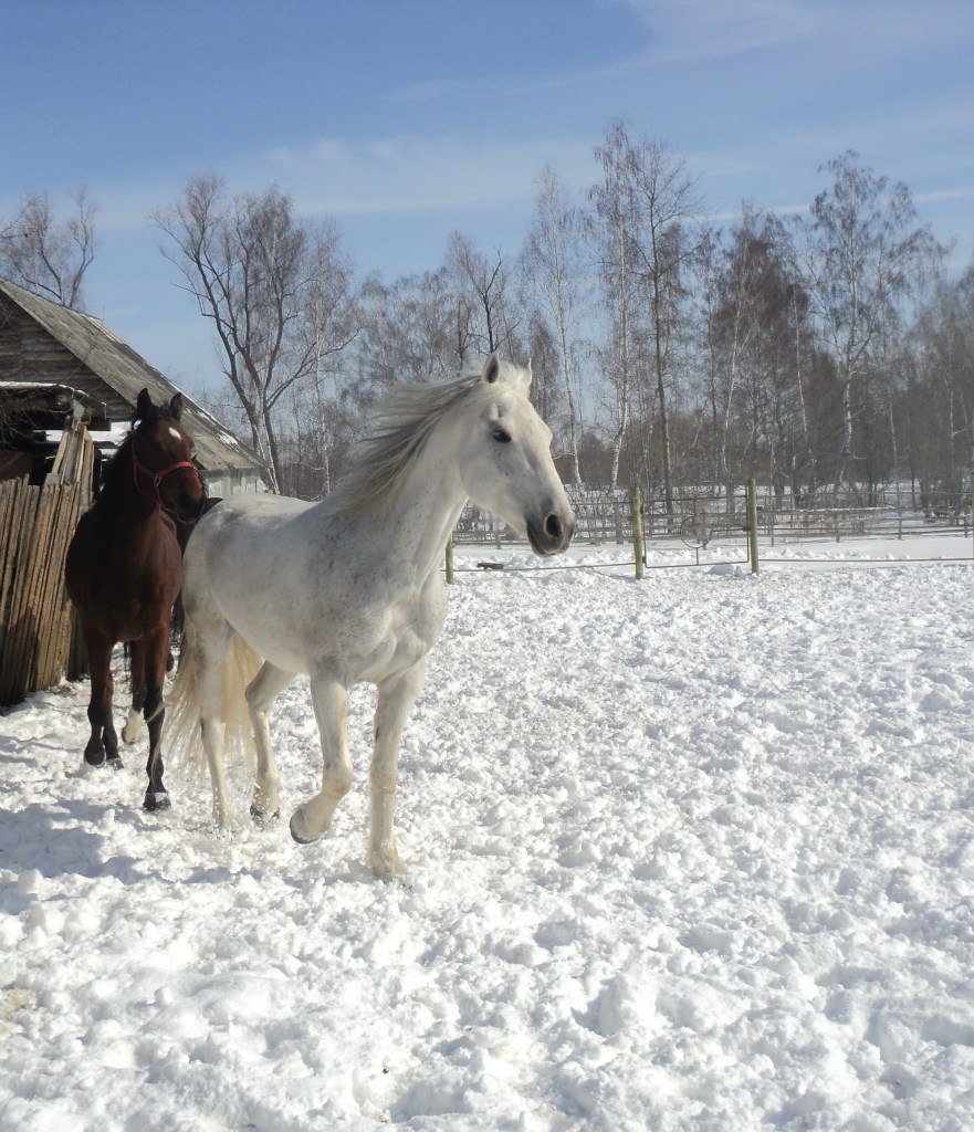 Купить лошадь тульская область. Нелжа конюшня. Лошади в деревне. Прогулка на лошадях зимой. Лошади в деревне зимой.